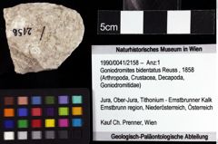 Foto (Objket + Etiketten) von Goniodromites bidentatus (Reuss, 1858) 